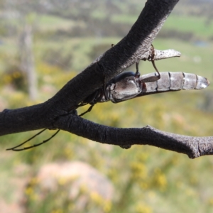 Neostenus saundersii at Bullen Range - 6 Jan 2024