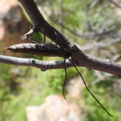 Neostenus saundersii at Bullen Range - 6 Jan 2024