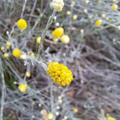 Calocephalus citreus (Lemon Beauty Heads) at Watson Woodlands - 6 Jan 2024 by abread111