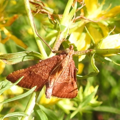 Endotricha pyrosalis (A Pyralid moth) at Kambah, ACT - 6 Jan 2024 by HelenCross