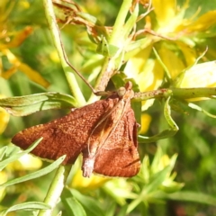 Endotricha pyrosalis (A Pyralid moth) at Bullen Range - 6 Jan 2024 by HelenCross