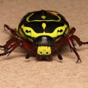 Eupoecila australasiae at Mount Ainslie - 5 Jan 2024