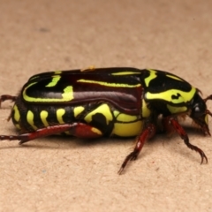 Eupoecila australasiae at Mount Ainslie - 5 Jan 2024 07:23 PM