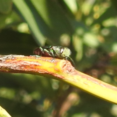Melobasis sp. (genus) (Unidentified Melobasis jewel Beetle) at Kambah, ACT - 6 Jan 2024 by HelenCross