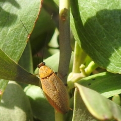 Ellipsidion humerale (Common Ellipsidion) at Bullen Range - 6 Jan 2024 by HelenCross