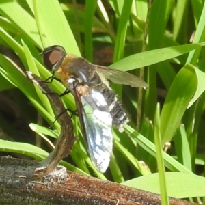 Villa sp. (genus) at Bullen Range - 6 Jan 2024