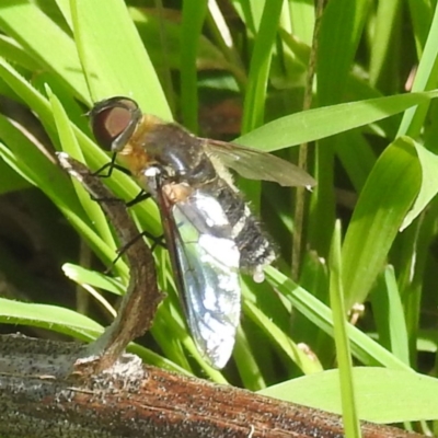 Villa sp. (genus) (Unidentified Villa bee fly) at Kambah, ACT - 6 Jan 2024 by HelenCross