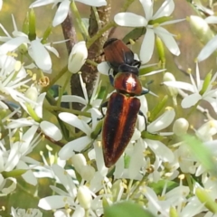 Selagis aurifera (Aurifera jewel beetle) at Bullen Range - 6 Jan 2024 by HelenCross