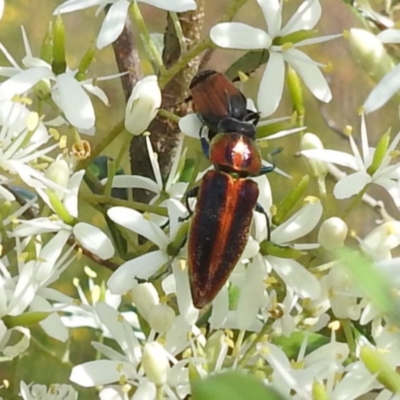 Selagis aurifera (Aurifera jewel beetle) at Bullen Range - 6 Jan 2024 by HelenCross