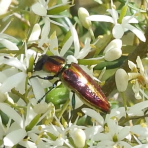 Selagis aurifera at Bullen Range - 6 Jan 2024 04:54 PM