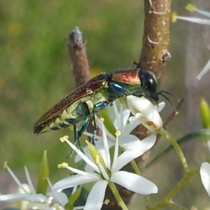 Selagis aurifera at Bullen Range - 6 Jan 2024 04:54 PM