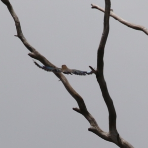 Eurystomus orientalis at Gigerline Nature Reserve - 5 Jan 2024 01:11 PM