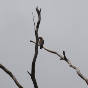 Eurystomus orientalis at Gigerline Nature Reserve - 5 Jan 2024 01:11 PM