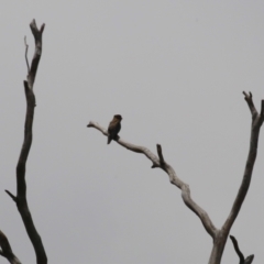 Eurystomus orientalis at Gigerline Nature Reserve - 5 Jan 2024 01:11 PM