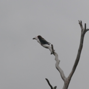 Eurystomus orientalis at Gigerline Nature Reserve - 5 Jan 2024 01:11 PM