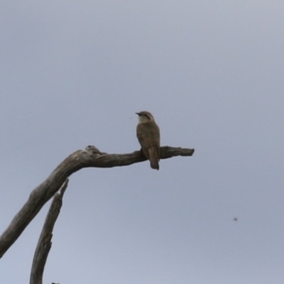 Chrysococcyx basalis (Horsfield's Bronze-Cuckoo) at Tharwa, ACT - 5 Jan 2024 by RodDeb