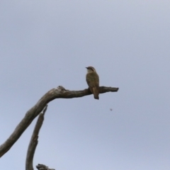 Chrysococcyx basalis at Tharwa, ACT - 5 Jan 2024