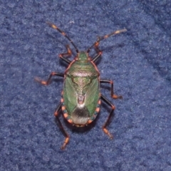 Notius depressus (Shield bug) at Tharwa, ACT - 5 Jan 2024 by RodDeb