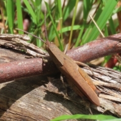 Goniaea australasiae (Gumleaf grasshopper) at Gigerline Nature Reserve - 5 Jan 2024 by RodDeb