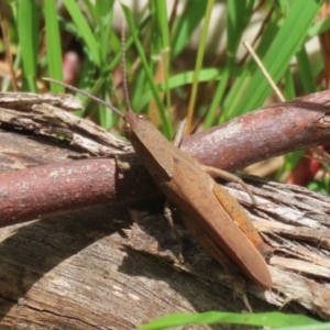 Goniaea australasiae at Gigerline Nature Reserve - 5 Jan 2024