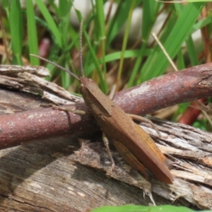 Goniaea australasiae at Gigerline Nature Reserve - 5 Jan 2024