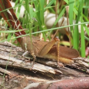 Goniaea australasiae at Gigerline Nature Reserve - 5 Jan 2024