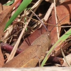 Goniaea australasiae at Gigerline Nature Reserve - 5 Jan 2024