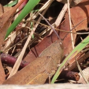 Goniaea australasiae at Gigerline Nature Reserve - 5 Jan 2024 01:24 PM