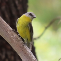 Eopsaltria australis (Eastern Yellow Robin) at Tharwa, ACT - 5 Jan 2024 by RodDeb