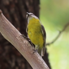 Eopsaltria australis at Gigerline Nature Reserve - 5 Jan 2024