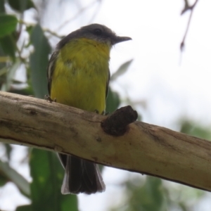 Eopsaltria australis at Gigerline Nature Reserve - 5 Jan 2024