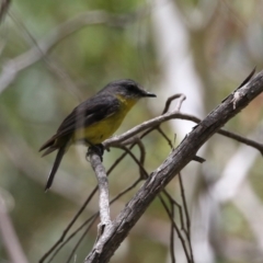 Eopsaltria australis at Gigerline Nature Reserve - 5 Jan 2024