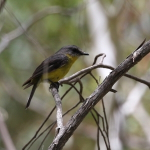 Eopsaltria australis at Gigerline Nature Reserve - 5 Jan 2024 01:01 PM