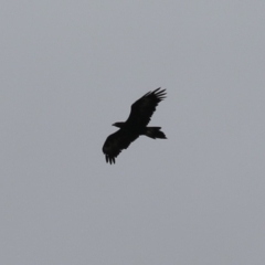 Aquila audax (Wedge-tailed Eagle) at Macarthur, ACT - 5 Jan 2024 by RodDeb