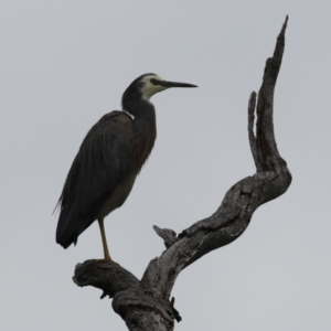 Egretta novaehollandiae at Tharwa, ACT - 5 Jan 2024