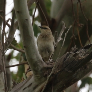 Cincloramphus mathewsi at Tharwa, ACT - 5 Jan 2024