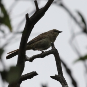 Cincloramphus mathewsi at Tharwa, ACT - 5 Jan 2024