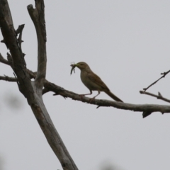 Cincloramphus mathewsi at Tharwa, ACT - 5 Jan 2024