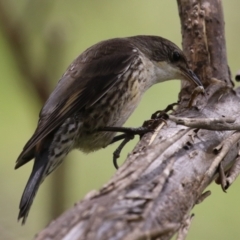 Cormobates leucophaea at Gigerline Nature Reserve - 5 Jan 2024 01:21 PM