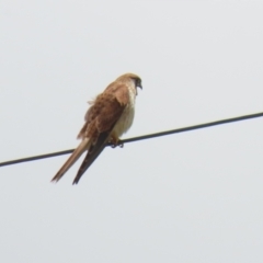 Falco cenchroides at Gigerline Nature Reserve - 5 Jan 2024