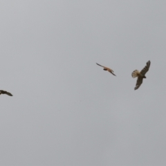 Falco cenchroides at Gigerline Nature Reserve - 5 Jan 2024