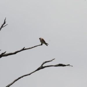 Falco cenchroides at Gigerline Nature Reserve - 5 Jan 2024 01:49 PM