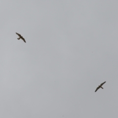 Falco cenchroides at Gigerline Nature Reserve - 5 Jan 2024 01:49 PM