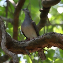 Geopelia humeralis (Bar-shouldered Dove) at Capalaba, QLD - 28 Dec 2023 by TimL