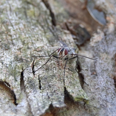 Unidentified Bristle Fly (Tachinidae) at Higgins, ACT - 6 Jan 2024 by Trevor