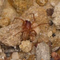 Clubiona sp. (genus) (Unidentified Stout Sac Spider) at Woodlands - 3 Jan 2024 by Curiosity