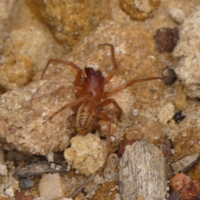 Clubiona sp. (genus) (Unidentified Stout Sac Spider) at Woodlands - 3 Jan 2024 by Curiosity