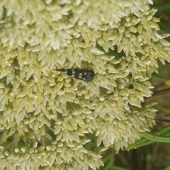 Mordella dumbrelli (Dumbrell's Pintail Beetle) at Jerrabomberra Wetlands - 30 Nov 2023 by ChrisBenwah