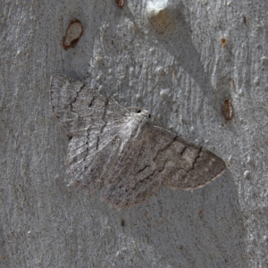 Crypsiphona ocultaria at Higgins Woodland - 6 Jan 2024