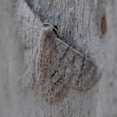 Crypsiphona ocultaria at Higgins Woodland - 6 Jan 2024